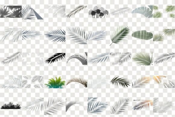 Download Collection of Palm Leaf Shadow Overlay - Palm Collection