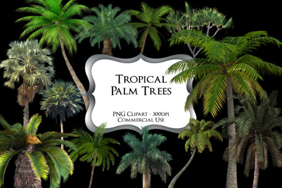 Download Tropical Palm Tree PNG Clipart Graphics - Palm Collection